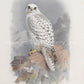 falcon painting