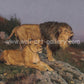 lion painting